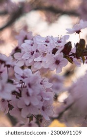 Close-up of cherry blossoms in spring