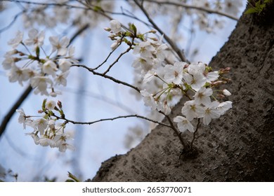 Close-up of cherry blossoms in spring