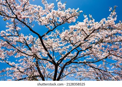 Close-up of cherry flowers bloom in the spring season.   