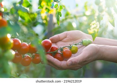 Close-up of cherry tomatoes on a branch in the female hands of a farmer. Garden care. Evening summer sunset. Blurred foreground. - Powered by Shutterstock