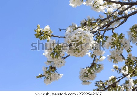Close-up of a cherry tree in bloom in spring