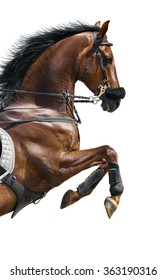Close-up of chestnut jumping horse  in a hackamore on white background.