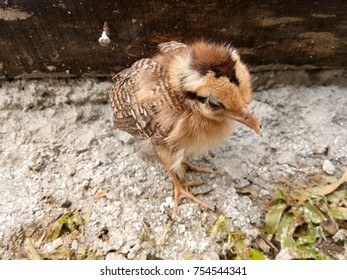 closeup of chick