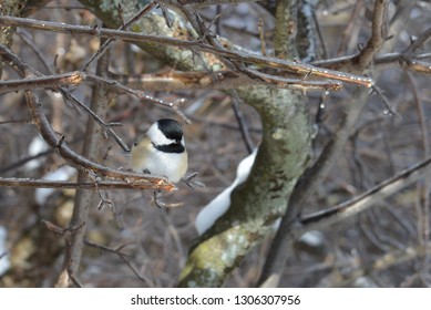 Closeup If Chickadee In The Winter On Whitefish Island, Ontario,Canada