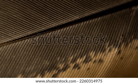 Close-up of a chicken feather texture. Macro photo of black and yellow chicken feathers