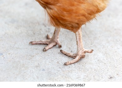 Closeup Of Chicken Feet In The Courtyard, Alive
