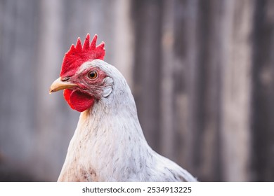 A close-up of a chicken with a vibrant red comb standing outdoors near a rustic wooden fence in the afternoon light. - Powered by Shutterstock