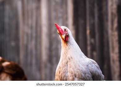 A close-up of a chicken with a vibrant red comb standing outdoors near a rustic wooden fence in the afternoon light. - Powered by Shutterstock