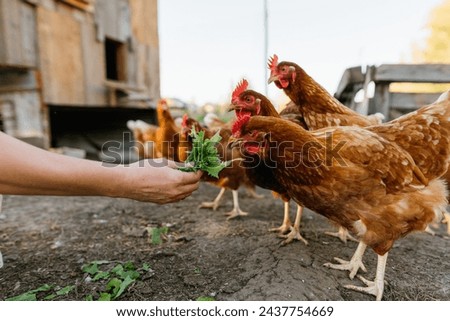 Close-up of chickens eating greens from a human hand. Poultry farming: feeding hens in a rural farmyard. Subsistence farming,