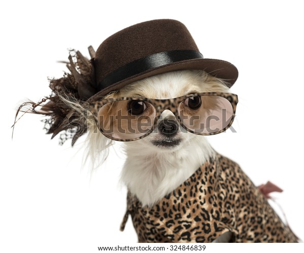 Closeup Chihuahua Wearing Hat Glasses Isolated Stock Photo (Edit Now ...