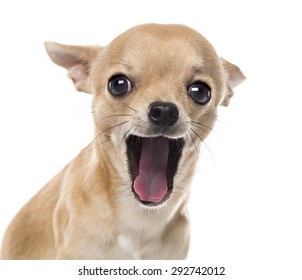 Close-up of a Chihuahua yawning in front of white background - Shutterstock ID 292742012