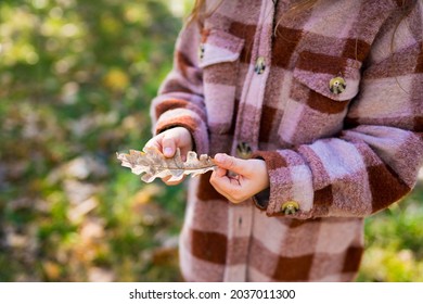 Close-up Of Child Girl In Jacket Holding Oak Leaf In Hands In Park On Warm Autumn Day. Kids Outdoors, Hiking With Family In The Fall Concept. Selective Focus