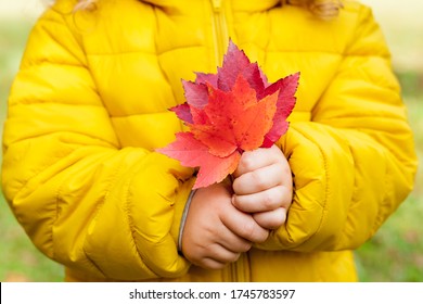 Close-up of a child a girl in a yellow jacket holding red leaves in a Park on a warm autumn day. Children outdoors, Hiking with  family in the fall - Powered by Shutterstock