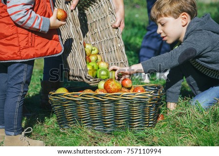 Similar – Portrait of happy kid putting apples in wicker basket