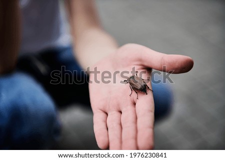 Closeup of children's hand holding a spring beetle. May-bug in child's hand