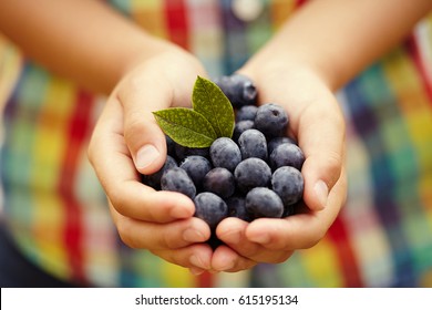 Close-up of childs hands holding fresh blueberries picked at blueberry  - Powered by Shutterstock