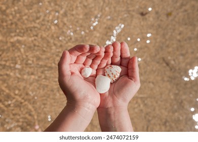 Close-up of a child's hands holding various seashells over a wet sandy beach. Perfect for themes of childhood, nature, and seaside exploration. - Powered by Shutterstock