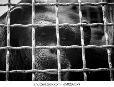 A Closeup Of A Chimp Looking Out From A Closed Enclosure At A Sanctuary Near Montreal On Sunday, September 26, 2010.