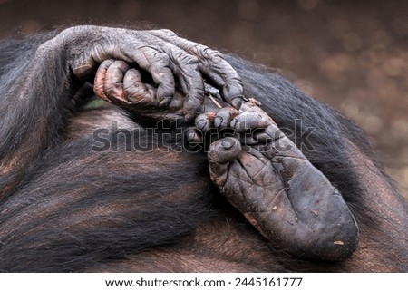 Closeup of chimpanzee hands and feet.