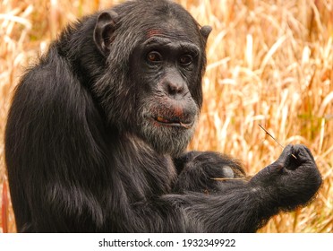 Closeup Of A Chimpanzee With A Stick In His Mouth