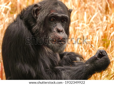 Closeup of a chimpanzee with a stick in his mouth