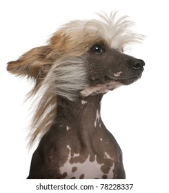 Close-up Of Chinese Crested Dog With Hair In The Wind, 7 Years Old, In Front Of White Background