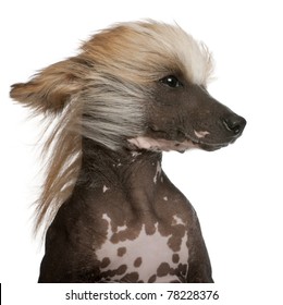 Close-up Of Chinese Crested Dog With Hair In The Wind, 7 Years Old, In Front Of White Background