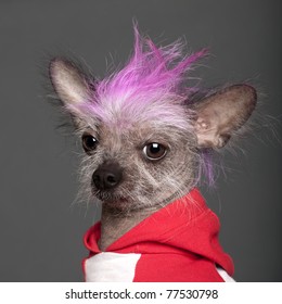 Close-up Of Chinese Crested Dog With Pink Mohawk, 4 Years Old, In Front Of Grey Background