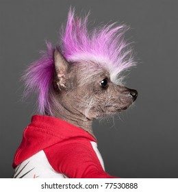 Close-up Of Chinese Crested Dog With Pink Mohawk, 4 Years Old, In Front Of Grey Background