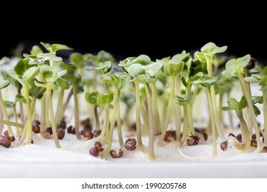 Close-up Of Chinese Flower Cabbage Or Choy Sum Vegetable Seeds That Have Germinated On Moist Water Soaked Kitchen Towel