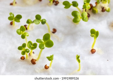 Close-up Of Chinese Flower Cabbage Or Choy Sum Vegetable Seeds That Have Germinated On Moist Water Soaked Kitchen Towel