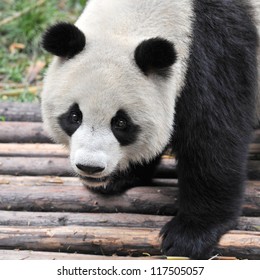 Close-up of Chinese giant panda bear