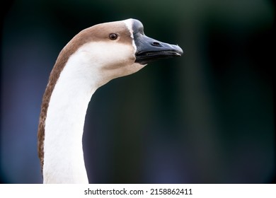 A Closeup Of A Chinese Goose