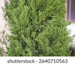 Close-up of Chinese Juniper. Juniperus chinensis L. the leaves are shaped like small scales, layered and branched out in a Christmas tree-like shape. Everygreen tree popular as a hedge. uniper Berries