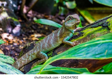 Closeup Chinese Water Dragon Lizard Tropical Stock Photo 1542547802 ...