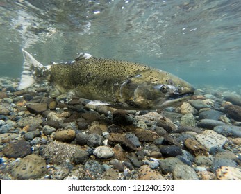 Close-Up of a Chinook Salmon During Spawning