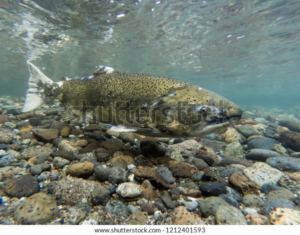 Close-Up of a Chinook\
Salmon During Spawning