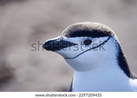 Closeup up a chinstrap penguin in the wild
