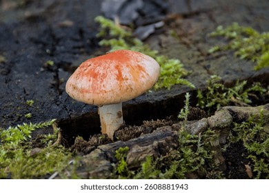  closeup of a chip cherry mushroom growing on decaying wood in the forest - Leratiomyces ceres 