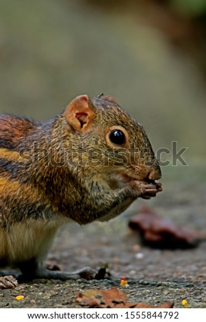 Similar – Eating squirrel in a sunny tree