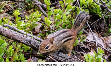 Close-up of a chipmunk foraging for food on the forest floor on a warm day in august. Barron Canyon Trail, Algonquin Provincial Park. - Powered by Shutterstock