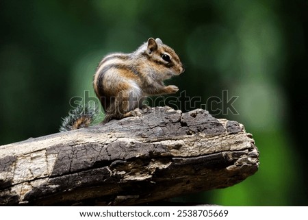 A closeup of a chipmunk perched on a tree trunk