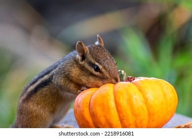 Closeup Of A Chipmunk With A Pumpkin On A Fall Day