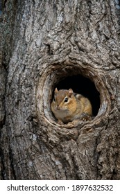 Closeup Of A Chipmunk Sitting In A Tree Hole.