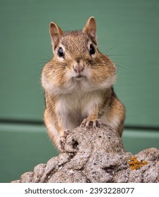 A Close-Up of a Chipmunk with Stuffed Cheeks