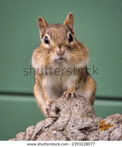 A Close-Up of a Chipmunk with Stuffed Cheeks