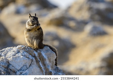 A closeup of Chipmunks standing on the stone, sunlit rocks blurred background - Powered by Shutterstock