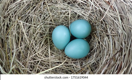 826 Blue eggs sparrow Images, Stock Photos & Vectors | Shutterstock