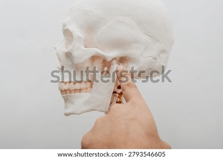 Close-up of a chiropractic practitioner indicating a key jaw joint structure on a skeleton model for patient education.