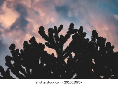 A Closeup Of Chollas Plant Silhouettes Under A Cloudy Sky During The Sunset